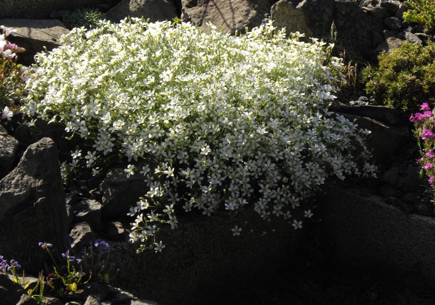 Minuartia laricifolia photo